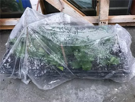 矮牽牛 