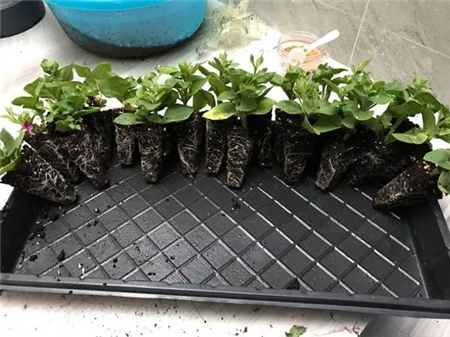 矮牽牛 
