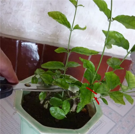 茉莉 