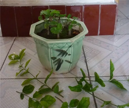 茉莉 