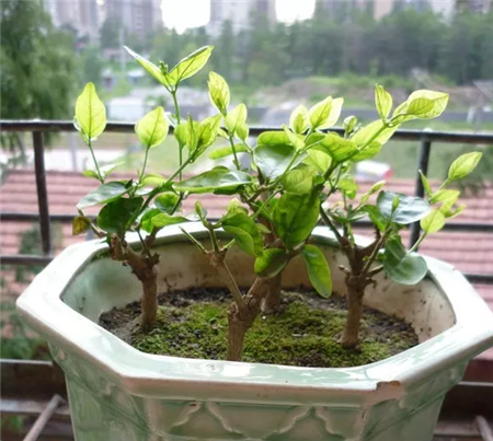 茉莉花 