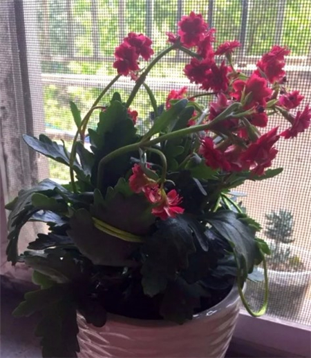 長壽花 
