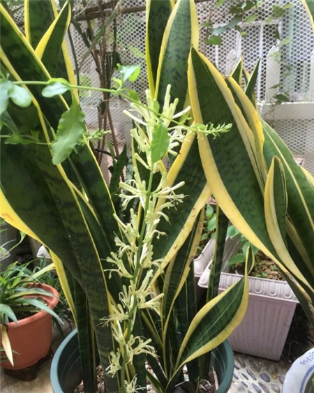 虎尾兰