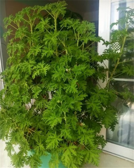 驅蚊草