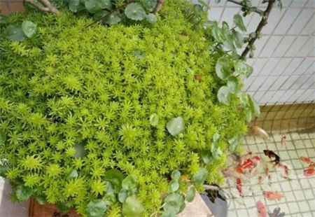 佛甲草 