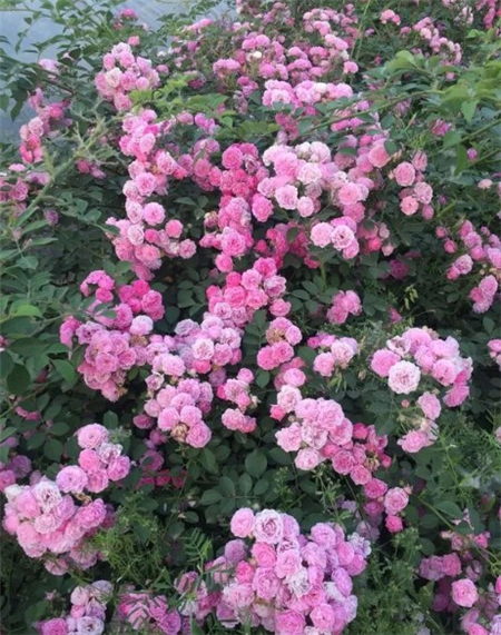 薔薇 