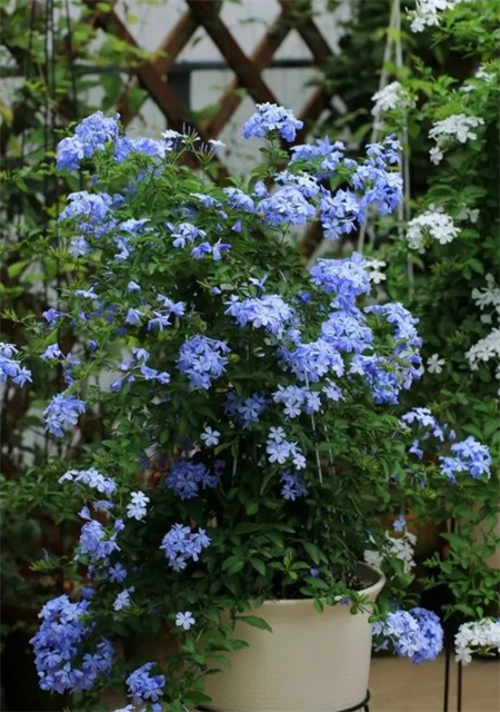 藍雪花 