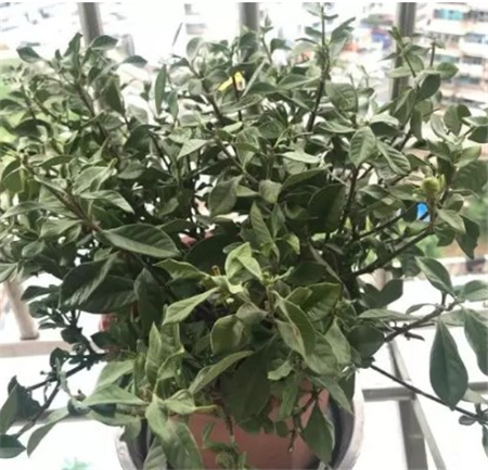 栀子花