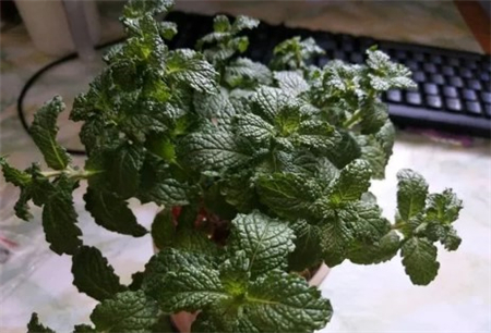 留兰香薄荷