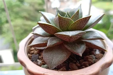 大和锦