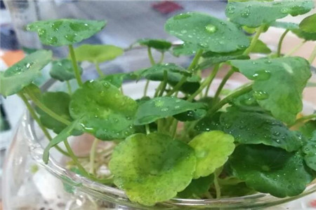 銅錢草 