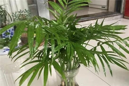 袖珍椰子 