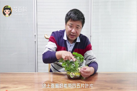 选取茎节