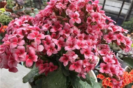 长寿花
