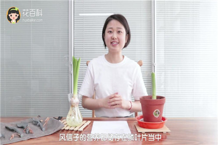 鳞叶储存营养