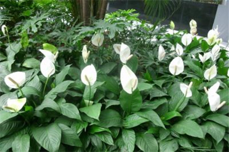 银苞芋