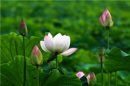 荷花