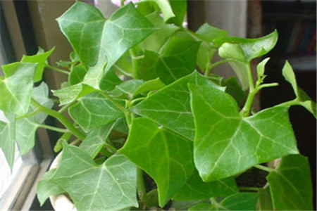 绿玉菊