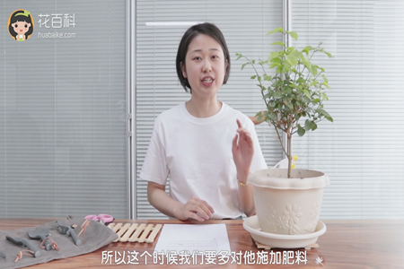 茉莉花