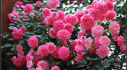 薔薇花 