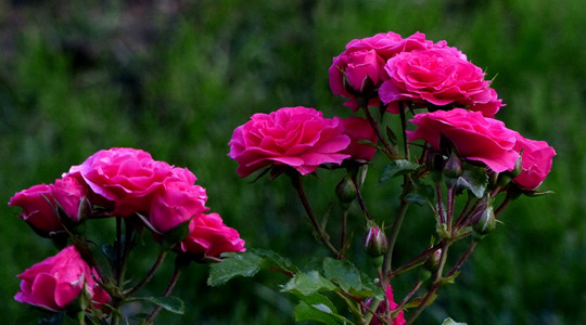 薔薇花 