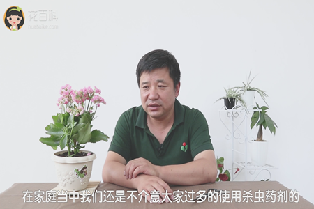 长寿花