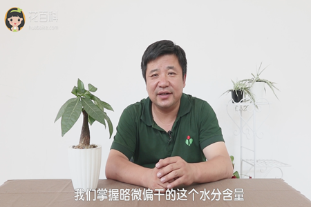 发财树