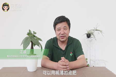 發財樹 
