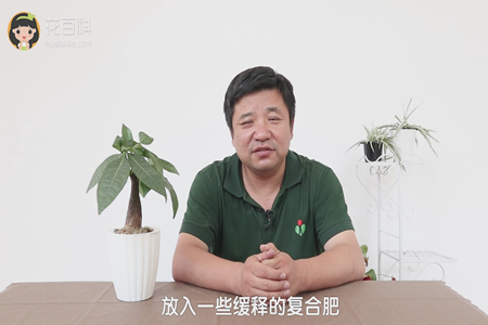 發財樹 