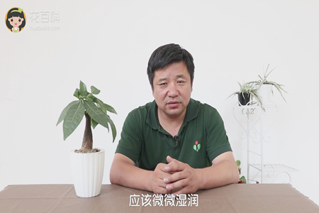 发财树