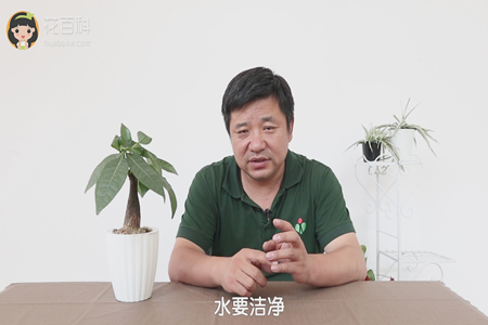 发财树