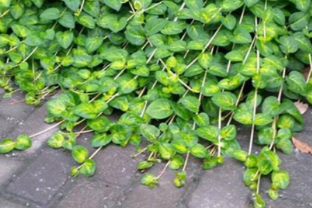 金钱草