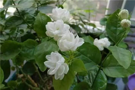 茉莉 