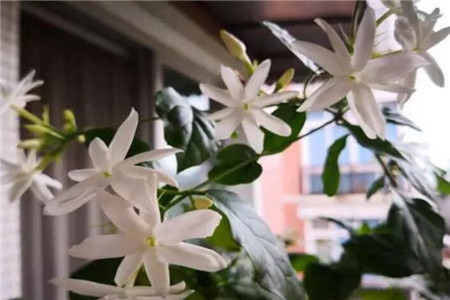 茉莉 