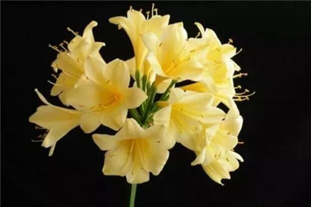 黃花君子蘭 