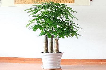 發財樹 