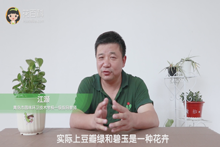 豆瓣绿