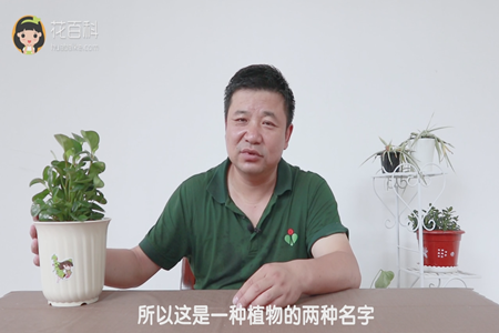 豆瓣绿
