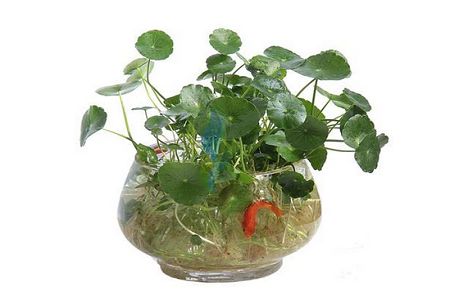 铜钱草