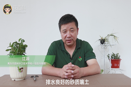 排水良好的砂质壤土