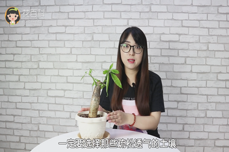 一定要选择那些疏松透气的土壤