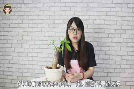 所以咱们在浇水的时候一定要注意不要浇太多