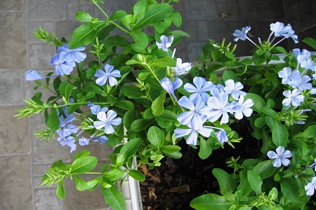 蓝雪花