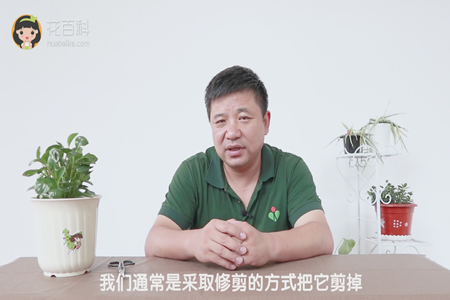 我们通常采取修剪的方式把它剪掉