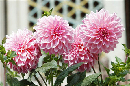 大丽花