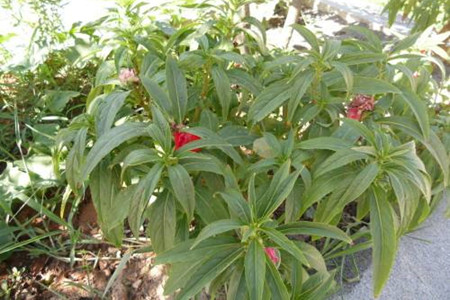 凤仙花
