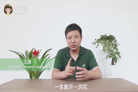 一生就开一次花