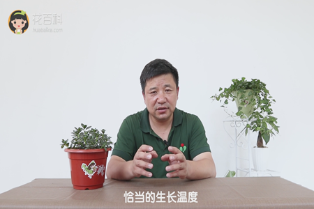 恰当的生长温度
