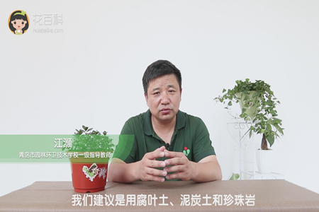 我们建议使用腐叶土、泥炭土和珍珠岩