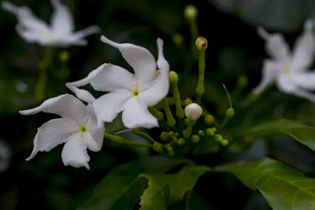风车茉莉